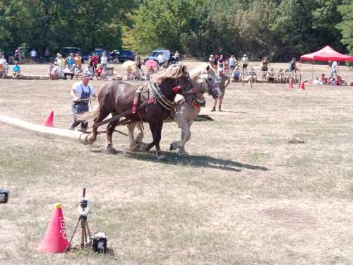 IMG_20260808_131225